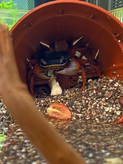 Rainbow Crab - Hermit Crab Reptile