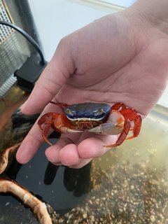 Rainbow Crab - Hermit Crab Reptile