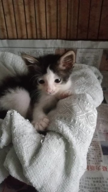 Baby  - Domestic Medium Hair Cat