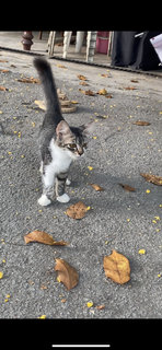 No Name - Domestic Medium Hair Cat