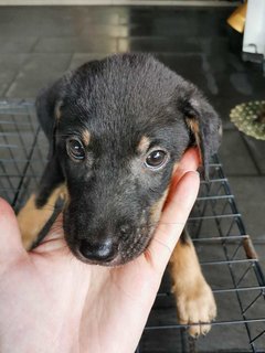 Little Buggie - Mixed Breed Dog