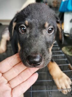 Little Buggie - Mixed Breed Dog