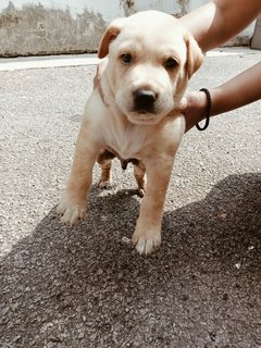 Puppies - Mixed Breed Dog