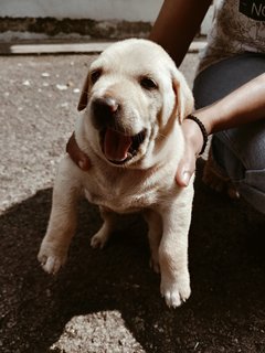 Puppies - Mixed Breed Dog