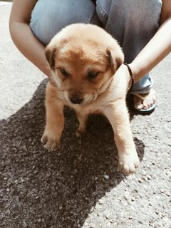 Puppies - Mixed Breed Dog