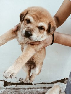 Puppies - Mixed Breed Dog