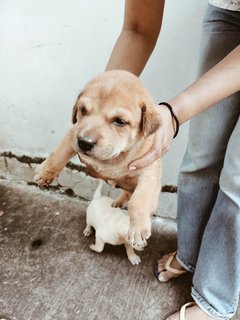 Puppies - Mixed Breed Dog