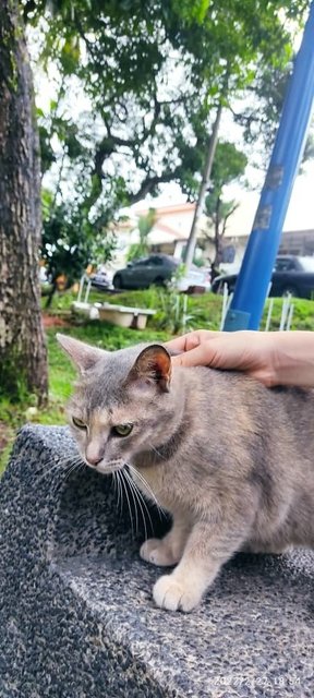 Guci - Domestic Short Hair Cat