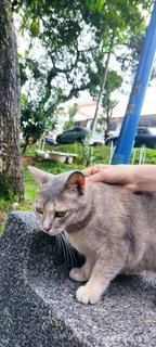 Guci - Domestic Short Hair Cat