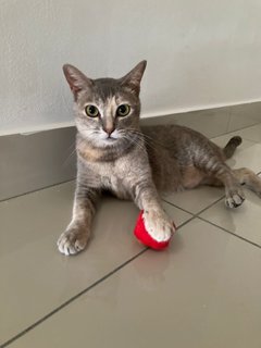 Guci - Domestic Short Hair Cat