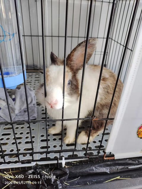 Angora Mix - Angora Rabbit + Netherland Dwarf Rabbit