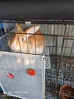 Angora Mix - Angora Rabbit + Netherland Dwarf Rabbit