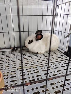 Angora Mix - Angora Rabbit + Netherland Dwarf Rabbit