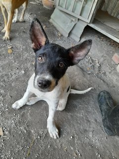 Tuck Chai  - Mixed Breed Dog