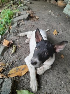 Tuck Chai  - Mixed Breed Dog