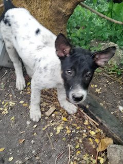 Tuck Chai  - Mixed Breed Dog