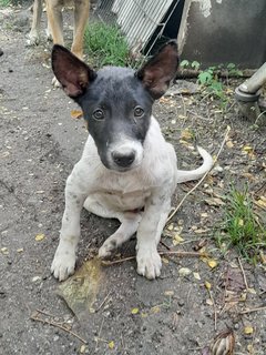 Tuck Chai  - Mixed Breed Dog