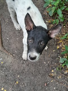 Tuck Chai  - Mixed Breed Dog