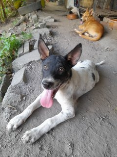 Tuck Chai  - Mixed Breed Dog