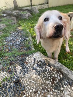 Brandy - Golden Retriever Dog