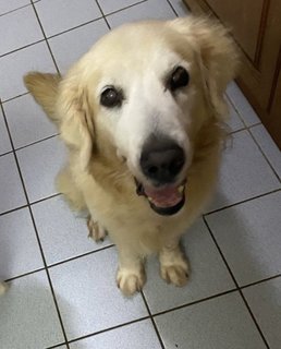 Brandy - Golden Retriever Dog