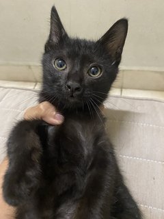 Kuro - Domestic Short Hair Cat