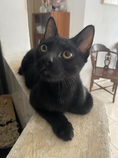 Kuro - Domestic Short Hair Cat