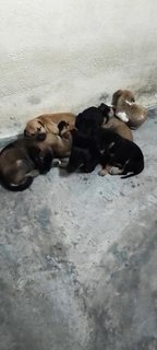 No Name Puppies  - Mixed Breed Dog