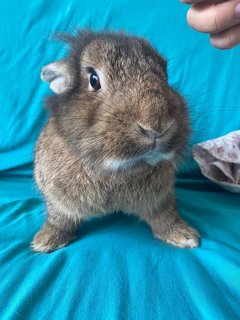 Jon And Danny - Lop Eared Rabbit