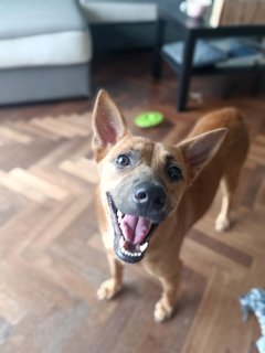 Misty And Tallulah - Mixed Breed Dog