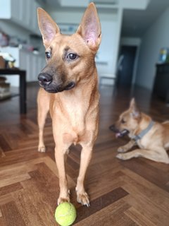 Misty And Tallulah - Mixed Breed Dog