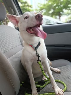 Misty And Tallulah - Mixed Breed Dog