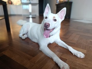 Misty And Tallulah - Mixed Breed Dog