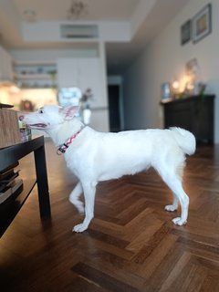 Misty And Tallulah - Mixed Breed Dog