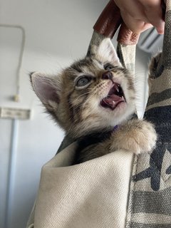 Cubu - Domestic Short Hair + Domestic Medium Hair Cat