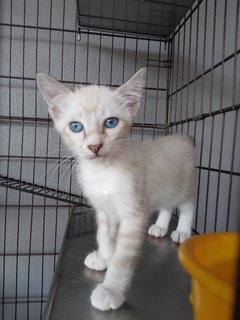 Bob Tail Siamese Mix - Domestic Medium Hair Cat