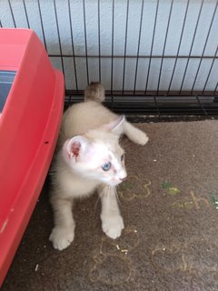 Bob Tail Siamese Mix - Domestic Medium Hair Cat