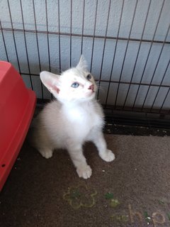 Bob Tail Siamese Mix - Domestic Medium Hair Cat