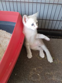 Bob Tail Siamese Mix - Domestic Medium Hair Cat