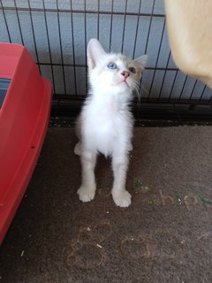 Bob Tail Siamese Mix - Domestic Medium Hair Cat