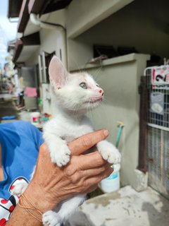 Bella, Meimei, Batman - Domestic Short Hair Cat