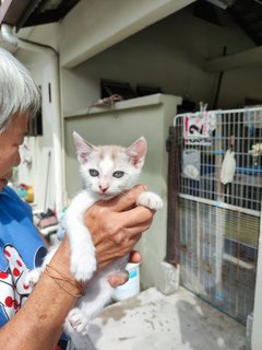 Bella, Meimei, Batman - Domestic Short Hair Cat