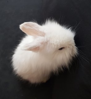 PF116933 - Angora Rabbit Rabbit