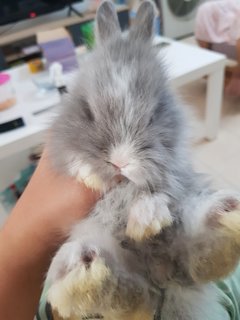 PF116933 - Angora Rabbit Rabbit