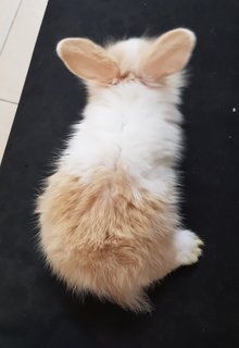 PF116933 - Angora Rabbit Rabbit