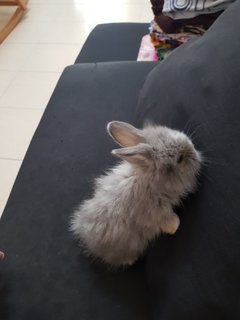 PF116933 - Angora Rabbit Rabbit