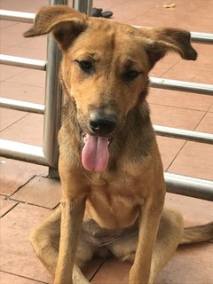 Sweetie - Mixed Breed Dog