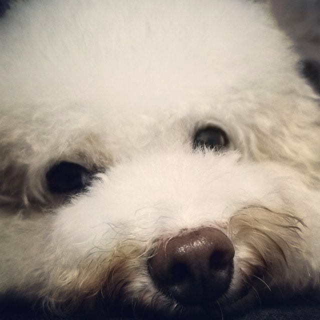 Bei Bei - Poodle Dog