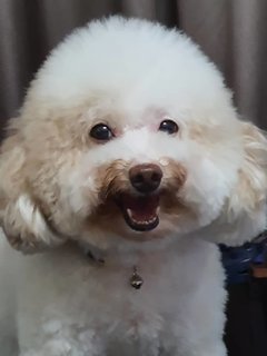 Bei Bei - Poodle Dog