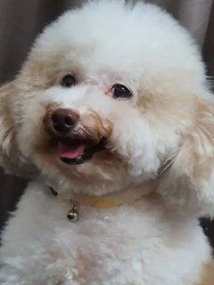 Bei Bei - Poodle Dog